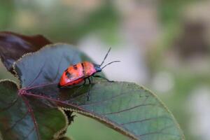A red and black bug on a leaf photo
