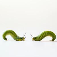 Two green caterpillars on a light background photo