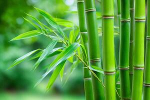 Vibrant green bamboo stalks and leaves creating a natural background photo