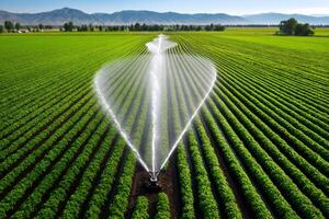 Automated irrigation system watering crops in cultivated agricultural field photo