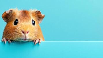 Cute guinea pig peeking over a turquoise background in a bright and playful moment captured indoors during daylight hours photo