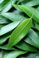 Discovering the vibrant texture and color of fresh laurel sap in natural surroundings photo