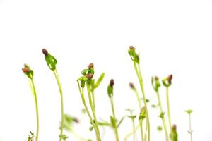 Close-up of Tiny Seedlings Germinating on a White Background, Representing Growth and New Beginnings photo