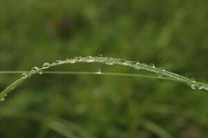 A close up of a grass blade with water droplets on it photo