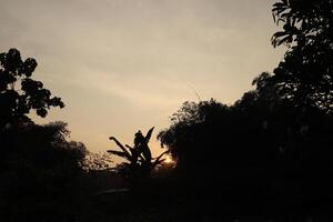 A sunset over the trees photo