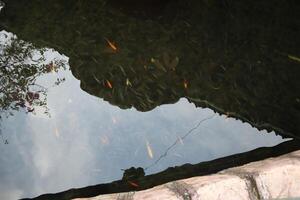 A reflection of a tree in a pond photo