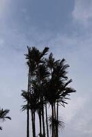 A kite flying in the sky photo