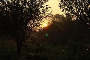 A sunset over a field of trees photo