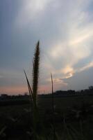 A tall grass plant in the grassy field photo