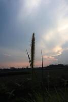 A tall grass plant in the middle of a field photo