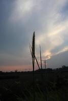 A tall grass plant in the foreground photo