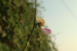 A single flower on a plant with a green background photo