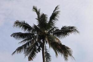 A palm tree with a bird flying in the sky photo