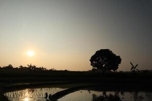 A tree in the foreground photo