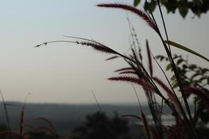 A view of a field with tall grasses and a sky photo