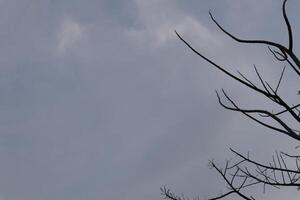 A plane flying in the sky photo