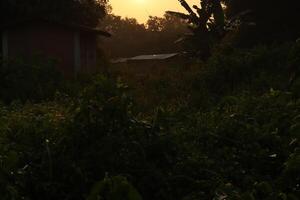 A field with a house in the background photo