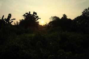 The sun is setting behind a field of trees photo