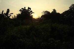 A field with trees and bushes at sunset photo