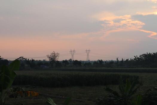 A field with a tree in it photo