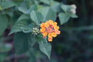 A small orange flower with green leaves photo