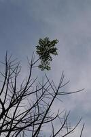 A tree with no leaves and a bird flying photo