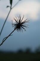 A close up of a plant with a flower photo