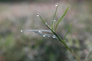 A close up of a grass stem with dew drops photo