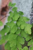A plant with green leaves on a rock photo