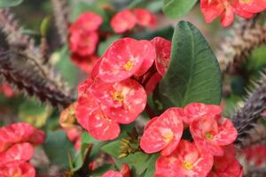 A close up of a plant with red flowers photo