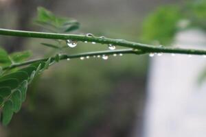 Water droplets on a plant photo