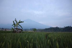 A tree in a field with a mountain in the background photo