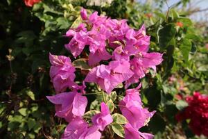 A bush of pink flowers with leaves and flowers photo