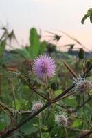 A purple flower blooming in the grass photo