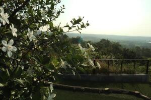 A view of a flowery field with a view of the mountains photo