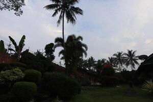 A view of a tropical garden with palm trees and a fence photo