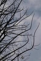 A plane flying in the sky with a tree in the background photo