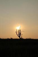 A lone tree in the middle of a field photo