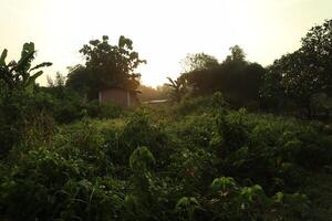 A field with a house in the middle of it photo