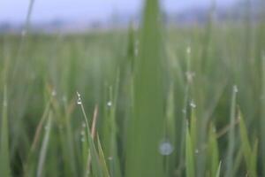A close up of a field of grass with water droplets on it photo