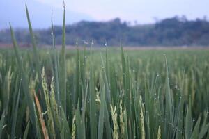 Rice field with water droplets on the grass photo