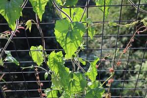 A vine growing on a fence photo