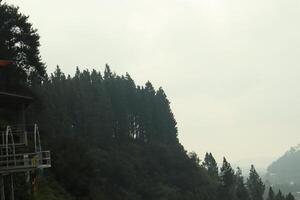 A large tree in the foreground photo