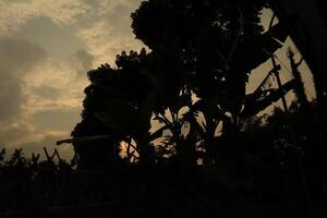 A sunset sky with clouds and a tree photo