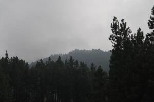 A plane flying over a forest with trees in the background photo