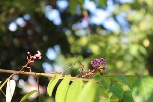 A small flower on a branch with leaves photo