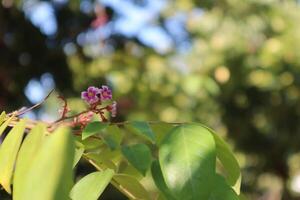 A small flower on a tree branch photo