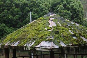 A roof covered with moss photo