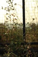 A bird sitting on a branch in front of a fence photo