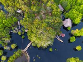A tree is in the middle of the water photo